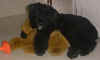 Bouvier pups love toys