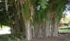 Bearded Fig Trees