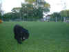 Dena retrieving the dumbbell