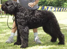 Jovi winning the Working Group at 16 months