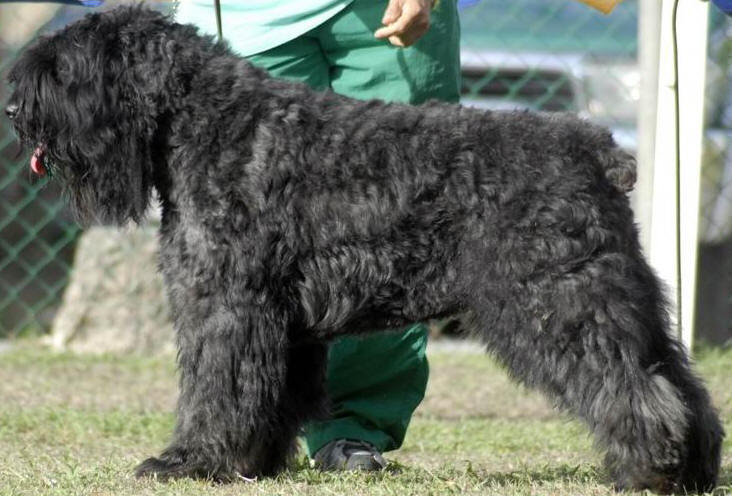 Raps in Working Group line up