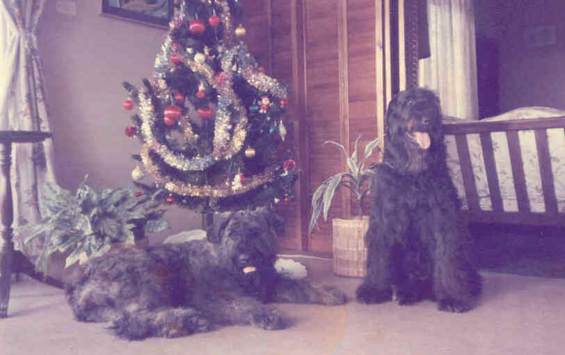 Lady and Nita - Xmas time