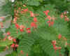 Pride of Barbados flowers