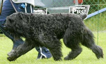 Rhapsody gaiting in show ring