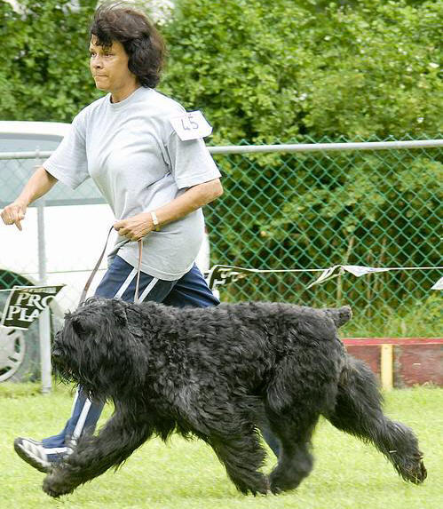 Ch. Calliope Rhapsody