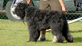 Rhapsody in the Working Group line-up