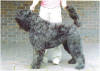 Rick winning an Open Show, UK