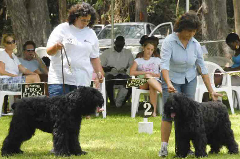 Bouvier Des Flandres in show ring