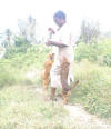 Lots of these small dogs called "chinuahuas" are in B'dos.