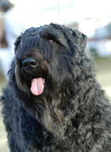 Jovi in the show ring