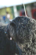 Jovi awaiting the judge