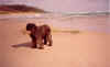 'Pia_enjoying a walk on the beach