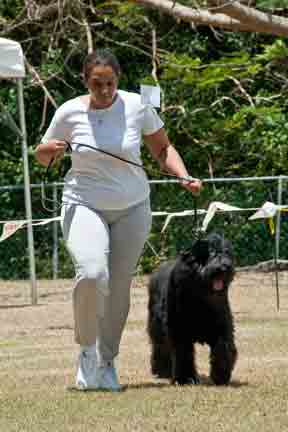 Wendy and Savoy gaiting in show ring