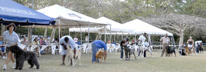 Nine breeds in the group