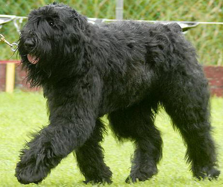 Rita at Championship Dog Show 
