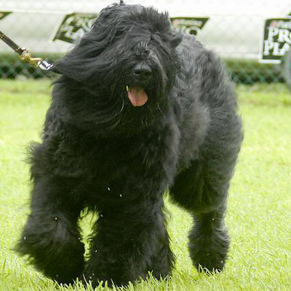 Rita competing in a dog show
