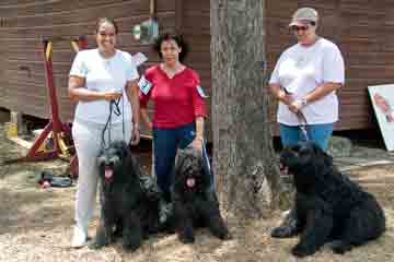 Savoy, Rhapsody and Rita at dog show