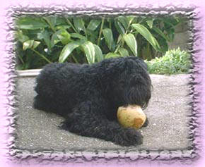 Ch. Farleycross So Far So Good of Calliope drinking coconut water