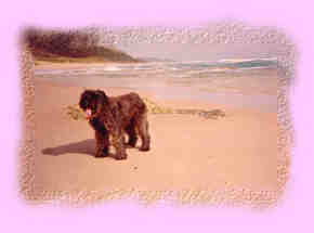 Ch. Kanix Utopia of Calliope enjoying the sunshine and sea