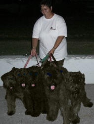 Lisa and 5 Calliope Bouvier pups